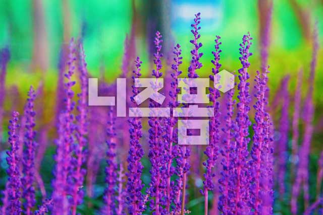 맥문동 이미지 미리보기