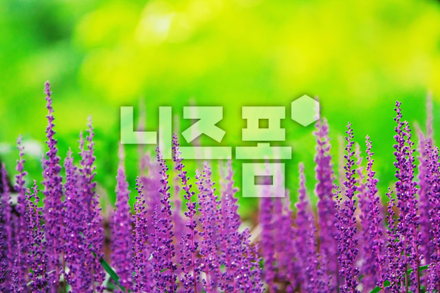 맥문동꽃 이미지 미리보기