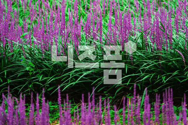 맥문동꽃 이미지 미리보기