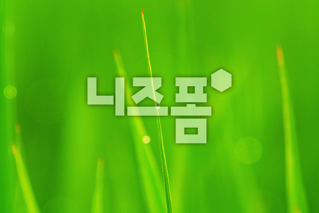 풀잎이슬 이미지 미리보기