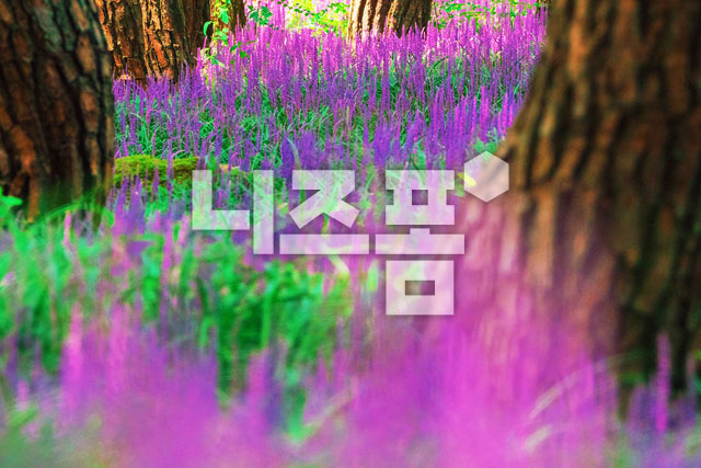 맥문동꽃 이미지 미리보기