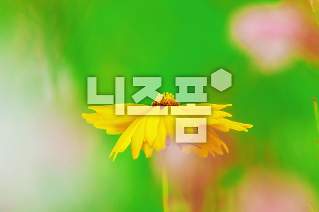 금계국 이미지 미리보기
