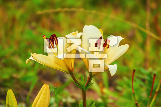 백합 이미지 미리보기