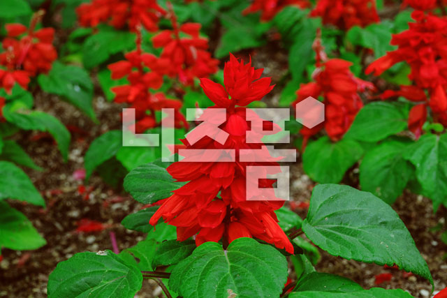 깨꽃 이미지 미리보기