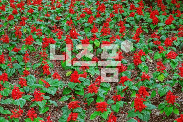 깨꽃 이미지 미리보기