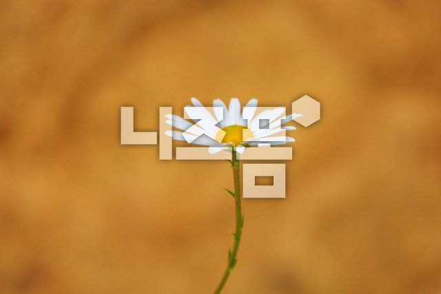 구절초 이미지 미리보기