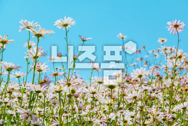 구절초 이미지 미리보기
