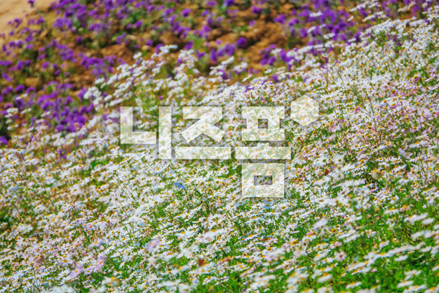 구절초 이미지 미리보기
