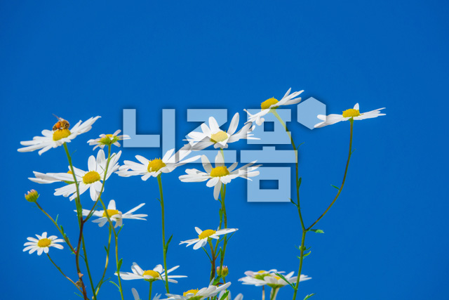 구절초 이미지 미리보기