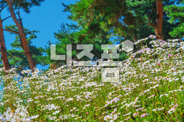 구절초 이미지 미리보기