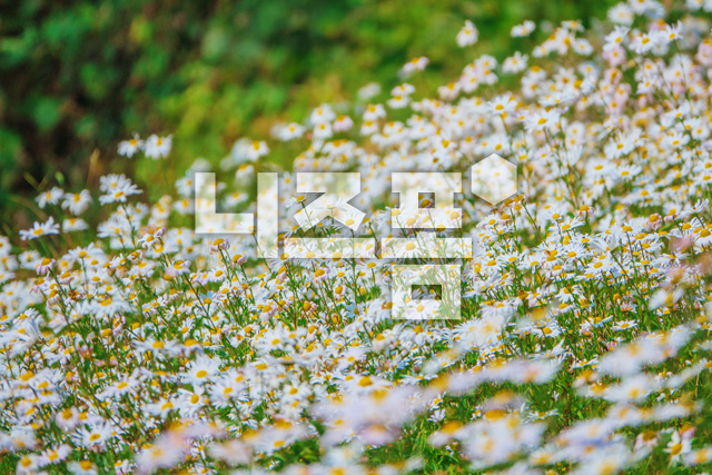 구절초 이미지 미리보기