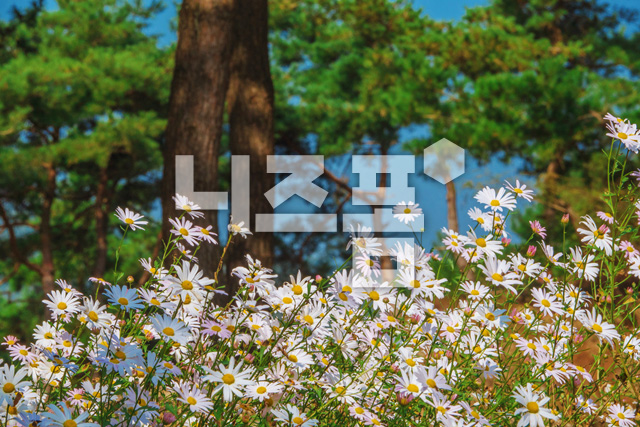 구절초 이미지 미리보기