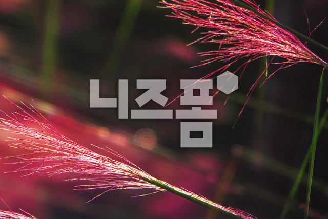 핑크뮬리 이미지 미리보기