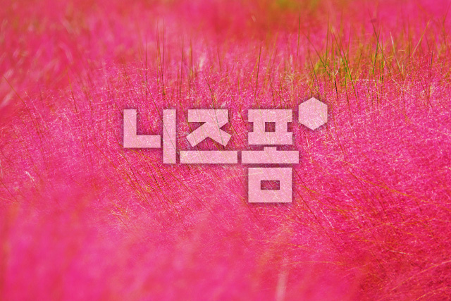 핑크뮬리 이미지 미리보기