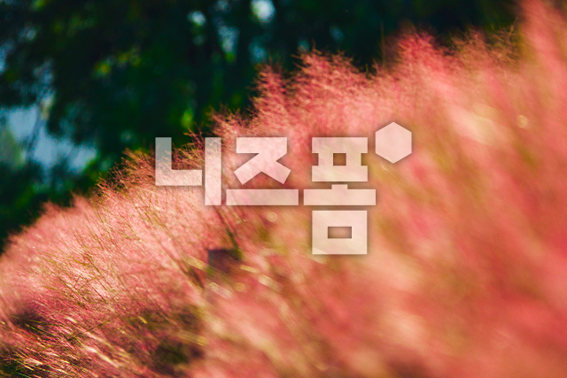 핑크뮬리 이미지 미리보기