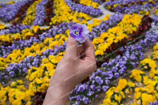 꽃 들고 있는 손 이미지 미리보기