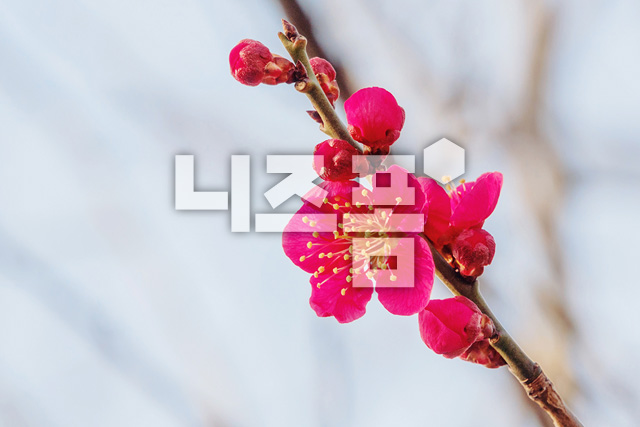 홍매화 이미지 미리보기