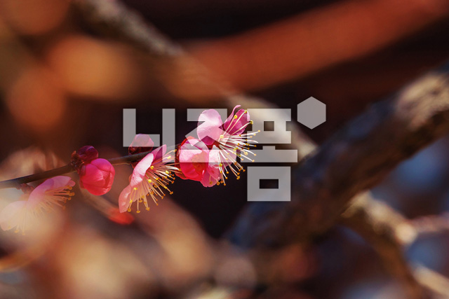 홍매화 이미지 미리보기