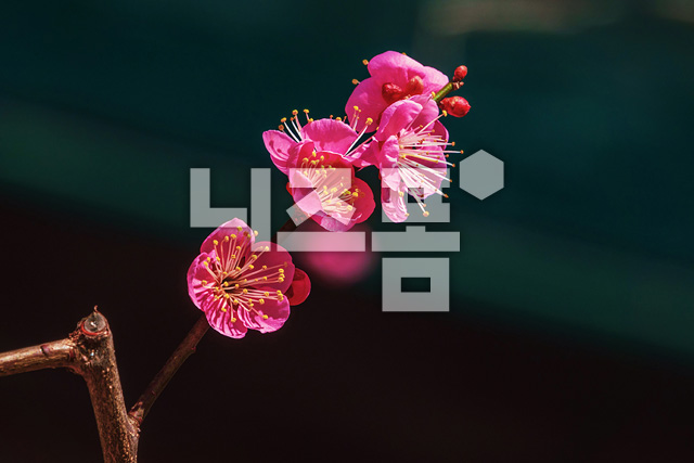 홍매화 이미지 미리보기