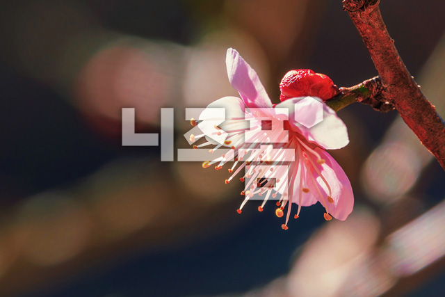 홍매화 이미지 미리보기