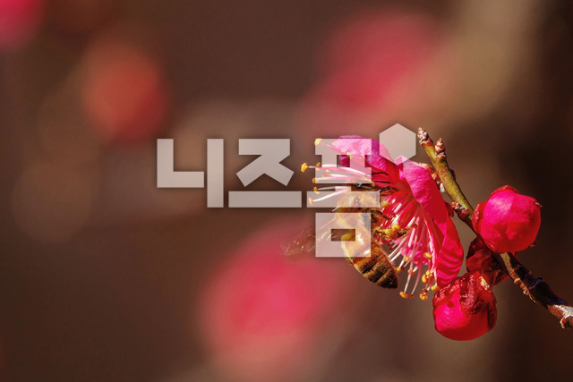 홍매화 이미지 미리보기