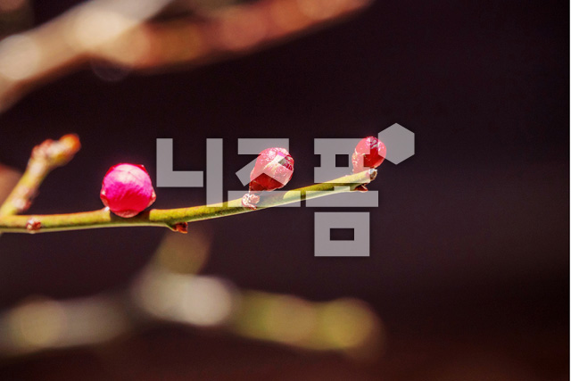 홍매화꽃새싹 이미지 미리보기