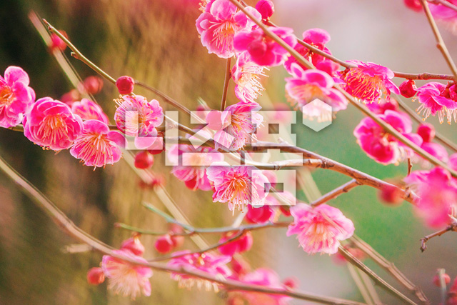 홍매화 이미지 미리보기