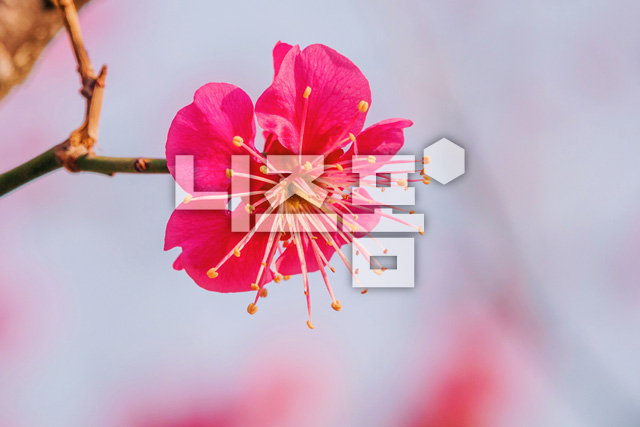 홍매화 이미지 미리보기