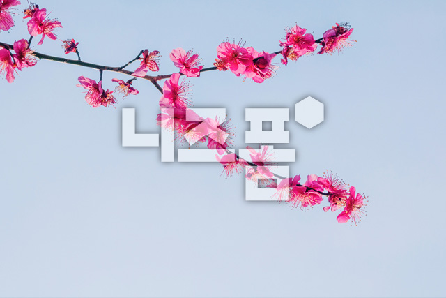 홍매화 이미지 미리보기