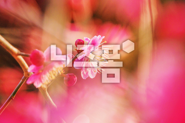 홍매화 이미지 미리보기