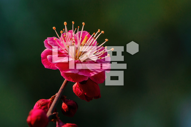 홍매화 이미지 미리보기