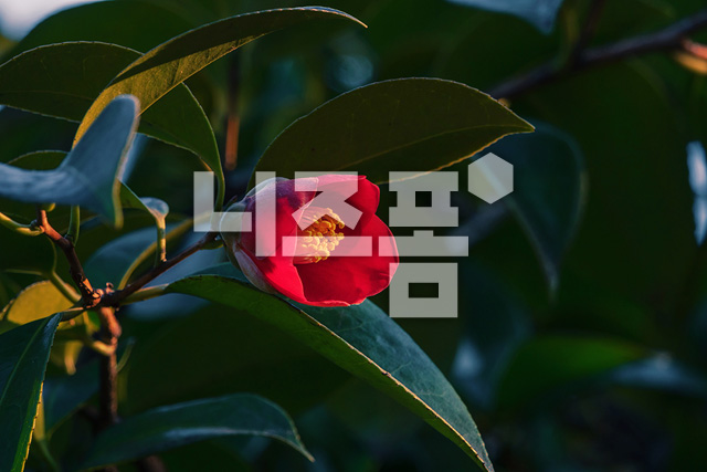 동백꽃 이미지 미리보기