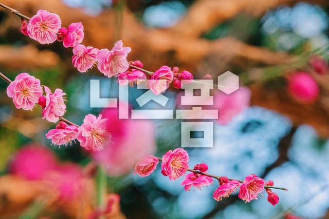 홍매화 이미지 미리보기