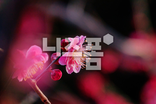 홍매화 이미지 미리보기