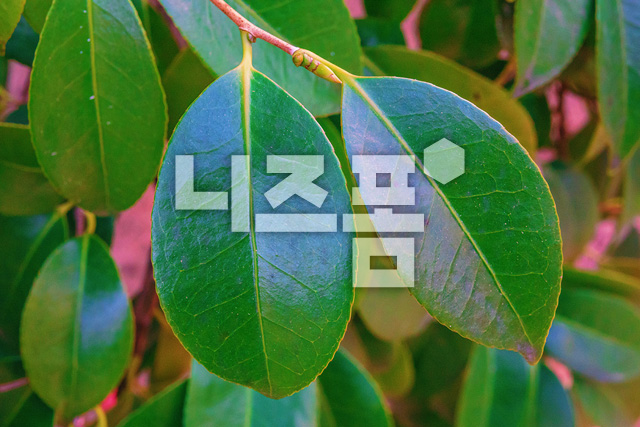 동백꽃나뭇잎 이미지 미리보기