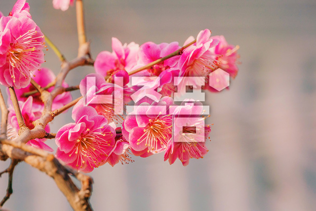홍매화 이미지 미리보기