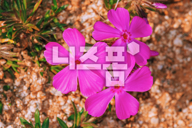 꽃잔디 이미지 미리보기