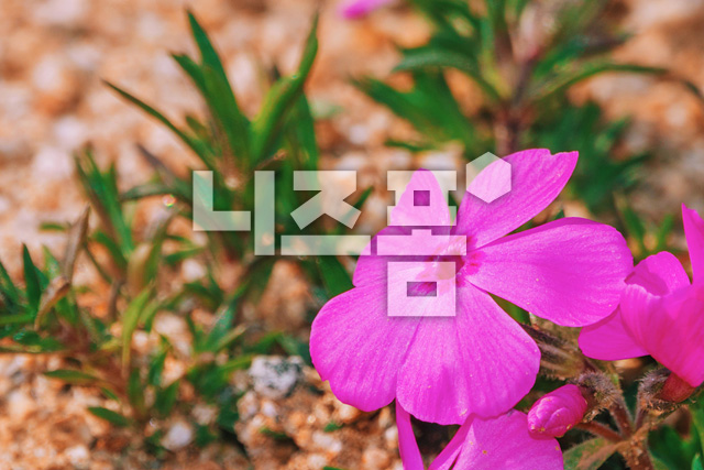 꽃잔디 이미지 미리보기