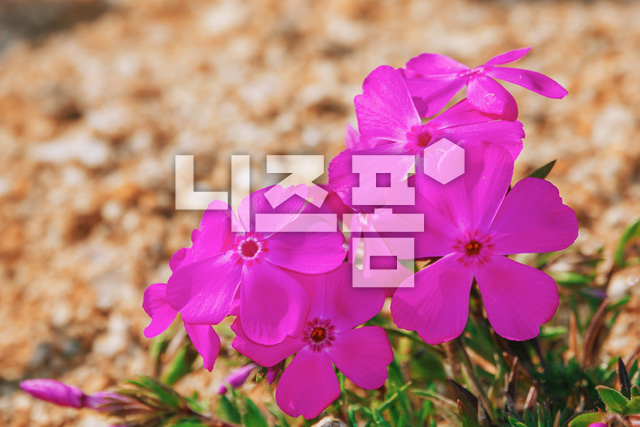 꽃잔디 이미지 미리보기