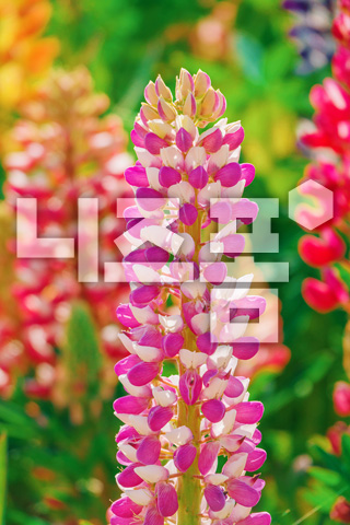 루피너스꽃 이미지 미리보기