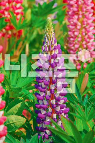 루피너스꽃 이미지 미리보기
