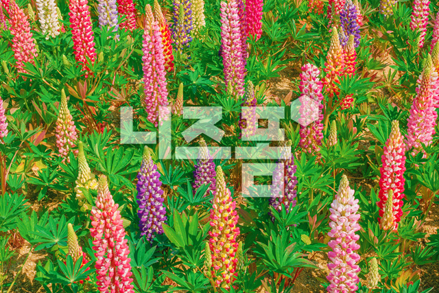 루피너스꽃밭 이미지 미리보기