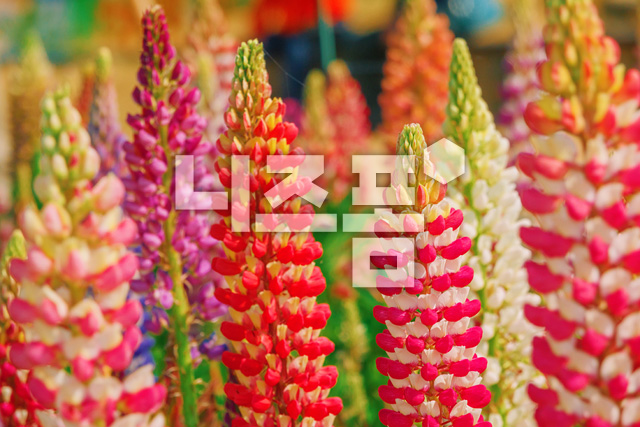 루피너스꽃 이미지 미리보기