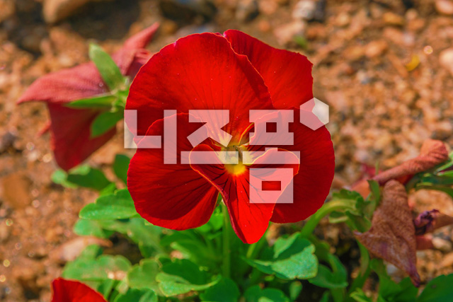 팬지꽃 이미지 미리보기