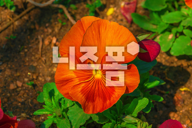 팬지꽃 이미지 미리보기
