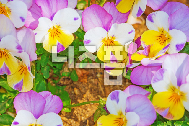 삼색제비꽃 이미지 미리보기