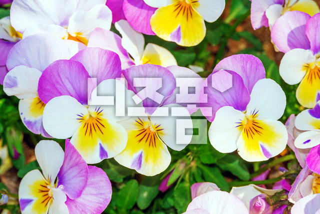 삼색제비꽃 이미지 미리보기