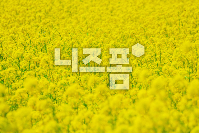 유채꽃 이미지 미리보기