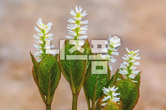 홀아비꽃대 이미지 미리보기