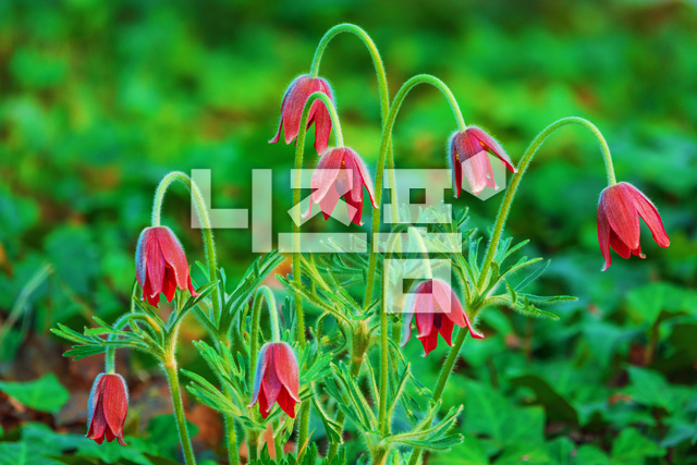 할미꽃 이미지 미리보기